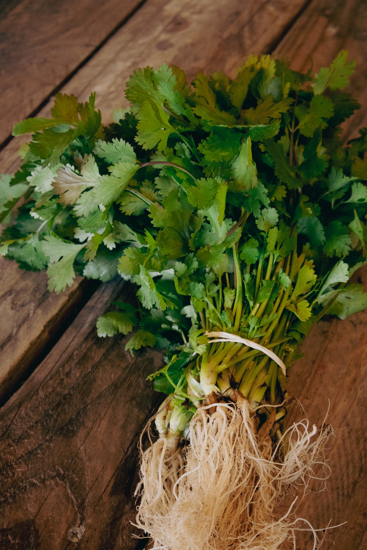 Cilantro