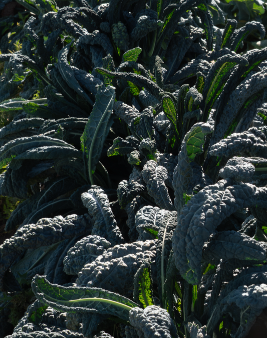Kale