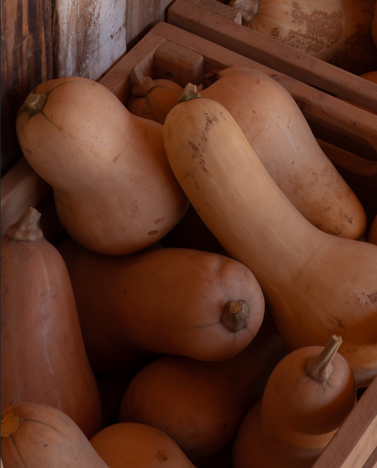 Zapallo Butternut